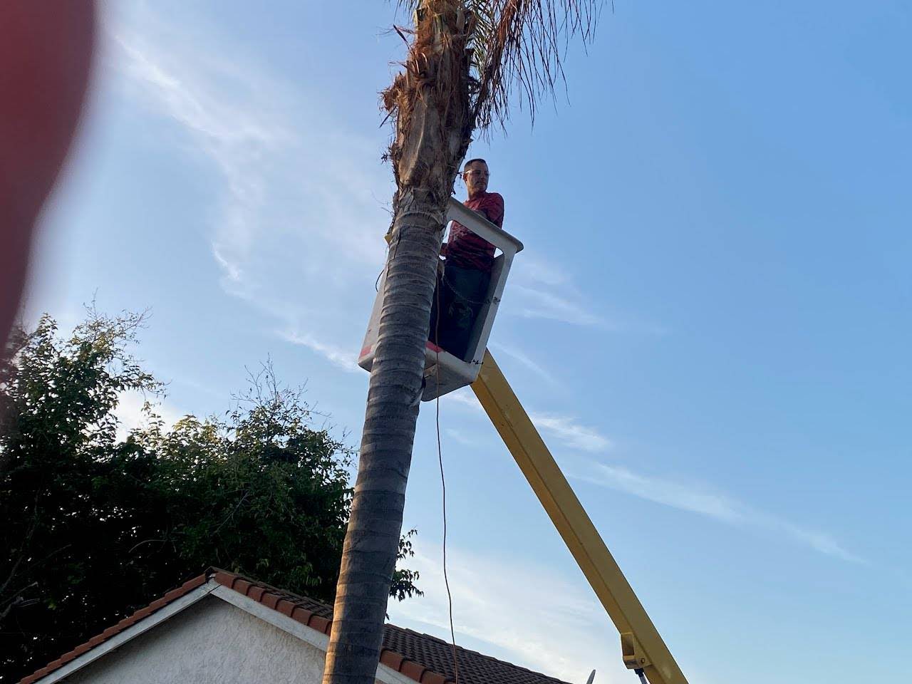 Tommy in the bucket trimming a large palm above a house roofline