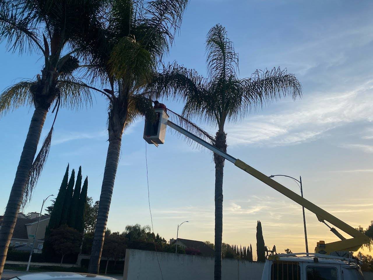 Bucket truck extended high into a palm canopy against a blue sky