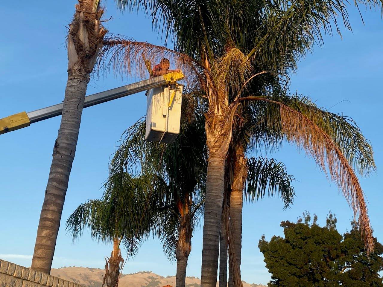 Bucket truck reaching a cluster of tall queen palms at dusk